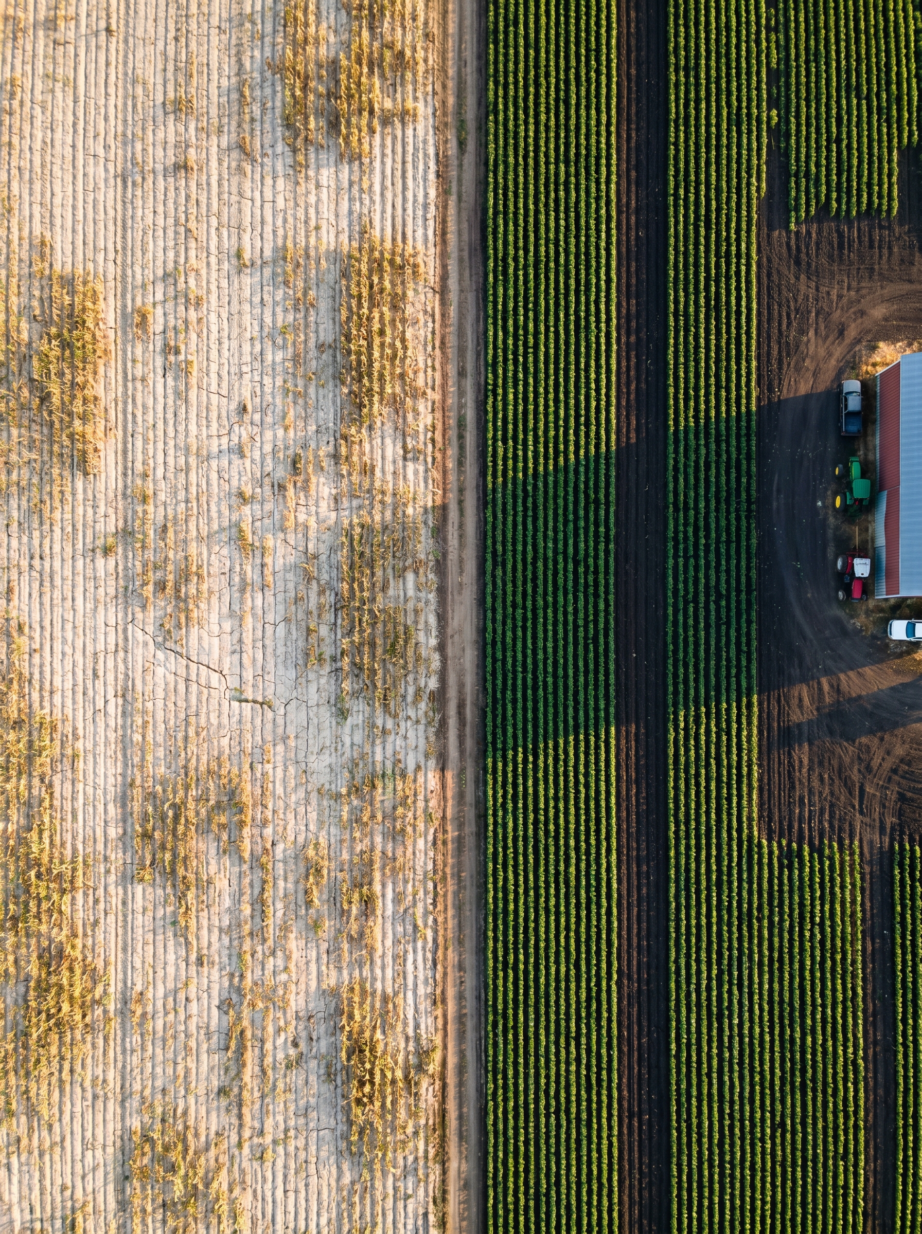 Farm field split perfectly in half — left: pale depleted soil thin struggling crops. Right: same field after biochar application, deep dark rich soil lush dense crops — visible difference in one growing season